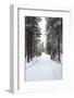 Winter Forest and A Snow Road-nblx-Framed Photographic Print