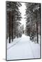 Winter Forest and A Snow Road-nblx-Mounted Photographic Print