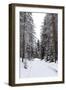 Winter Forest and A Snow Road-nblx-Framed Photographic Print