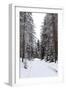 Winter Forest and A Snow Road-nblx-Framed Photographic Print