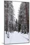 Winter Forest and A Snow Road-nblx-Mounted Photographic Print