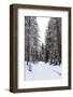 Winter Forest and A Snow Road-nblx-Framed Photographic Print