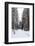 Winter Forest and A Snow Road-nblx-Framed Photographic Print