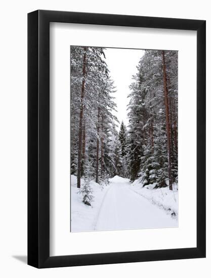 Winter Forest and A Snow Road-nblx-Framed Photographic Print