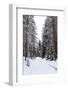 Winter Forest and A Snow Road-nblx-Framed Photographic Print