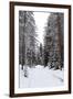 Winter Forest and A Snow Road-nblx-Framed Photographic Print