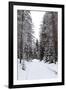 Winter Forest and A Snow Road-nblx-Framed Photographic Print