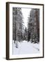 Winter Forest and A Snow Road-nblx-Framed Photographic Print