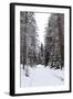 Winter Forest and A Snow Road-nblx-Framed Photographic Print