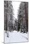 Winter Forest and A Snow Road-nblx-Mounted Photographic Print