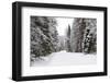 Winter Forest and A Snow Road-nblx-Framed Photographic Print