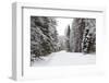 Winter Forest and A Snow Road-nblx-Framed Photographic Print