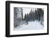 Winter Forest and A Snow Road-nblx-Framed Photographic Print
