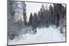 Winter Forest and A Snow Road-nblx-Mounted Photographic Print