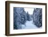 Winter Forest and A Snow Road-nblx-Framed Photographic Print