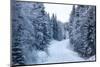 Winter Forest and A Snow Road-nblx-Mounted Photographic Print