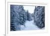 Winter Forest and A Snow Road-nblx-Framed Photographic Print