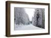 Winter Forest and A Snow Road-nblx-Framed Photographic Print