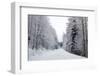 Winter Forest and A Snow Road-nblx-Framed Photographic Print