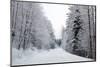 Winter Forest and A Snow Road-nblx-Mounted Photographic Print