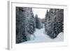 Winter Forest and A Snow Road-nblx-Framed Photographic Print