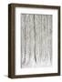 Winter, Forest, Birches, Snow-Nora Frei-Framed Photographic Print