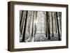 Winter forest in Chinteni, Transylvania, Romania, Europe-Nagy Melinda-Framed Photographic Print