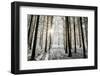 Winter forest in Chinteni, Transylvania, Romania, Europe-Nagy Melinda-Framed Photographic Print