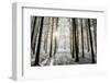 Winter forest in Chinteni, Transylvania, Romania, Europe-Nagy Melinda-Framed Photographic Print