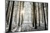 Winter forest in Chinteni, Transylvania, Romania, Europe-Nagy Melinda-Mounted Photographic Print