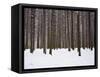 Winter Forest in Snow, Moscow, Russia-Ivan Vdovin-Framed Stretched Canvas