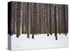 Winter Forest in Snow, Moscow, Russia-Ivan Vdovin-Stretched Canvas