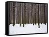 Winter Forest in Snow, Moscow, Russia-Ivan Vdovin-Framed Stretched Canvas