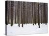 Winter Forest in Snow, Moscow, Russia-Ivan Vdovin-Stretched Canvas