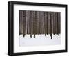 Winter Forest in Snow, Moscow, Russia-Ivan Vdovin-Framed Photographic Print