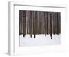 Winter Forest in Snow, Moscow, Russia-Ivan Vdovin-Framed Photographic Print