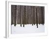 Winter Forest in Snow, Moscow, Russia-Ivan Vdovin-Framed Photographic Print