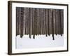 Winter Forest in Snow, Moscow, Russia-Ivan Vdovin-Framed Photographic Print