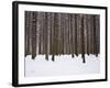 Winter Forest in Snow, Moscow, Russia-Ivan Vdovin-Framed Photographic Print