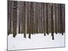 Winter Forest in Snow, Moscow, Russia-Ivan Vdovin-Mounted Photographic Print