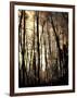 Winter Forest Light-Jody Miller-Framed Photographic Print