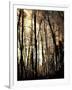 Winter Forest Light-Jody Miller-Framed Photographic Print