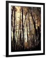 Winter Forest Light-Jody Miller-Framed Photographic Print