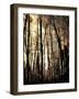 Winter Forest Light-Jody Miller-Framed Photographic Print