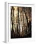 Winter Forest Light-Jody Miller-Framed Photographic Print