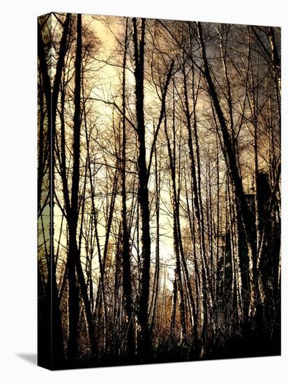 Winter Forest Light-Jody Miller-Stretched Canvas