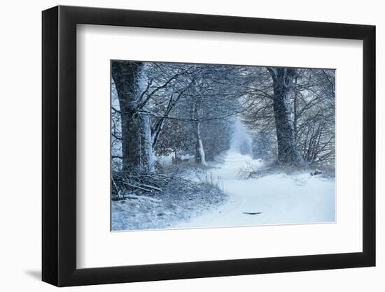 Winter Forest Path-null-Framed Art Print