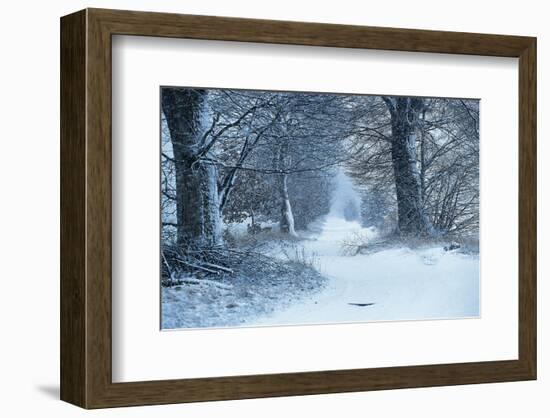 Winter Forest Path-null-Framed Art Print