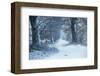 Winter Forest Path-null-Framed Art Print