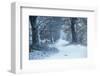 Winter Forest Path-null-Framed Art Print